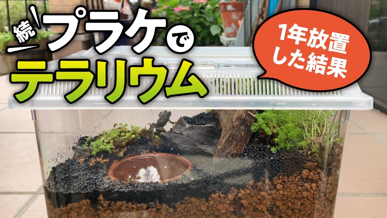 ツノガエル水槽が崩壊 一旦隔離します 飼育3週間目の様子 Pacman Frog Care Youtube