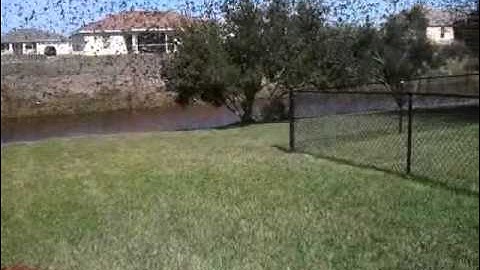 Tree Swallow Swarm SWFL