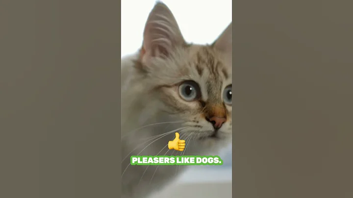 Do Cats REALLY Know Their Names? 🐾 You’ll Be Surprised! #shorts #cats #foryou