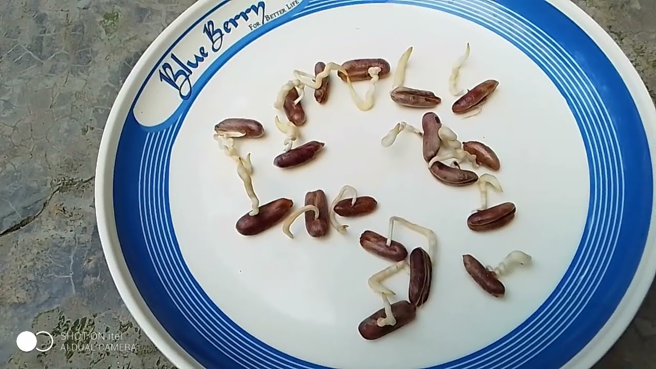 সৌদি খেজুরের বীজ থেকে চারা তৈরীর সঠিক নিয়ম জেনে নিন। মোঃ সাইফুল ইসলাম। 