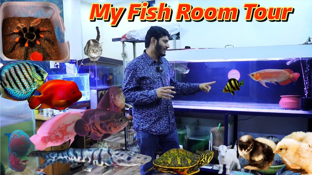 My Fish Room Tour - All My Fish Tanks & Ponds - All My Fish Tanks ...