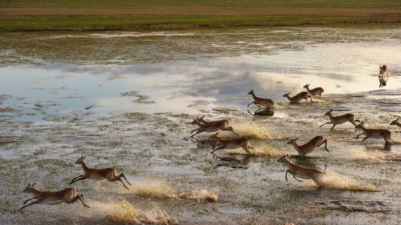 Это африканские парки