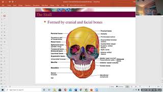 Chapter 7 and 8  The Axial and Appendicular Skeletons