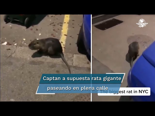 Mestre Splinter? Vídeo de rato gigante em Nova York viraliza nas