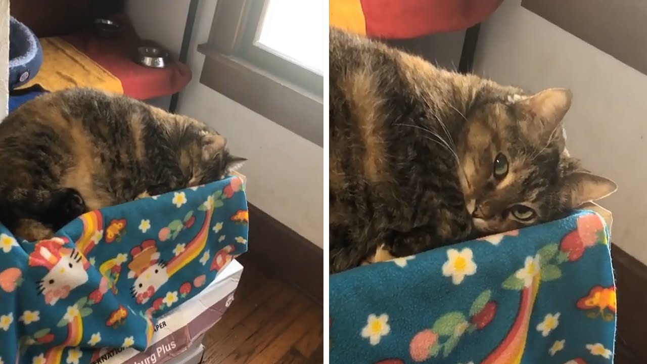 Cat pretends to sleep to avoid taking her medicine YouTube
