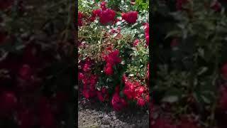 Почвопокровные розы 1