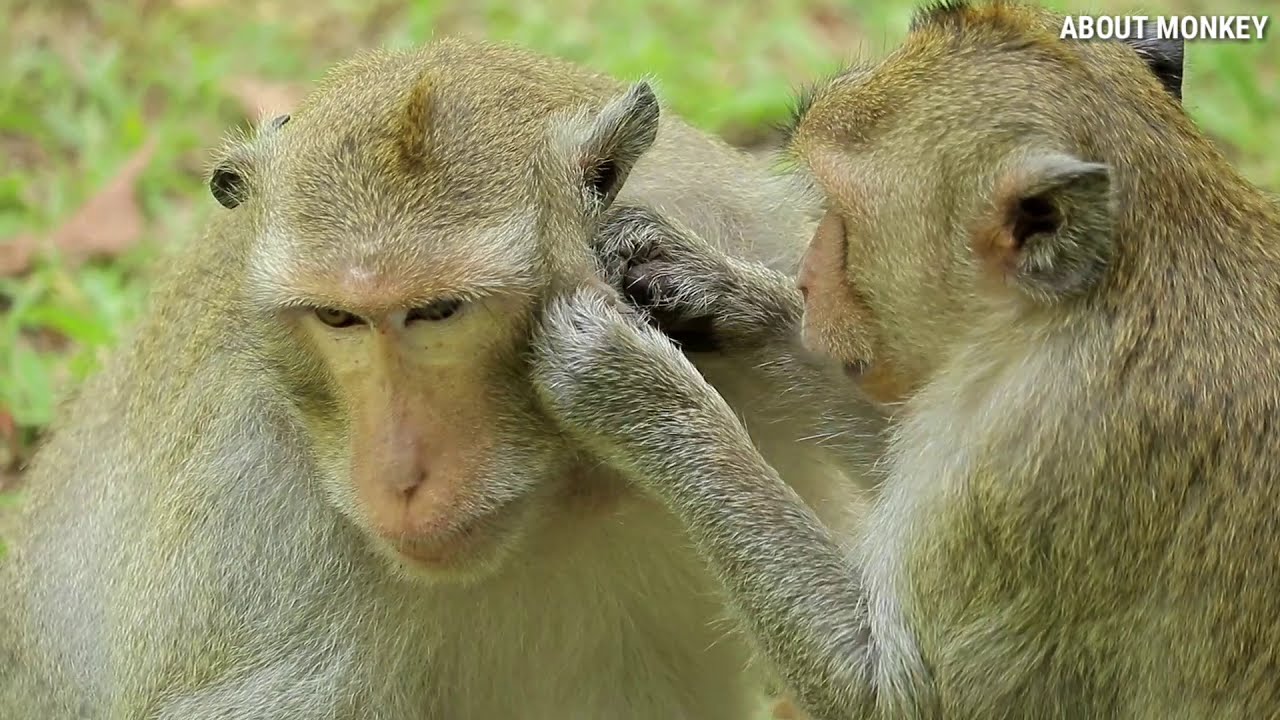 Today Monkey Daro Playing Hard With Monkey In Amber Troop , Looking Him Bigger Than Other Playing