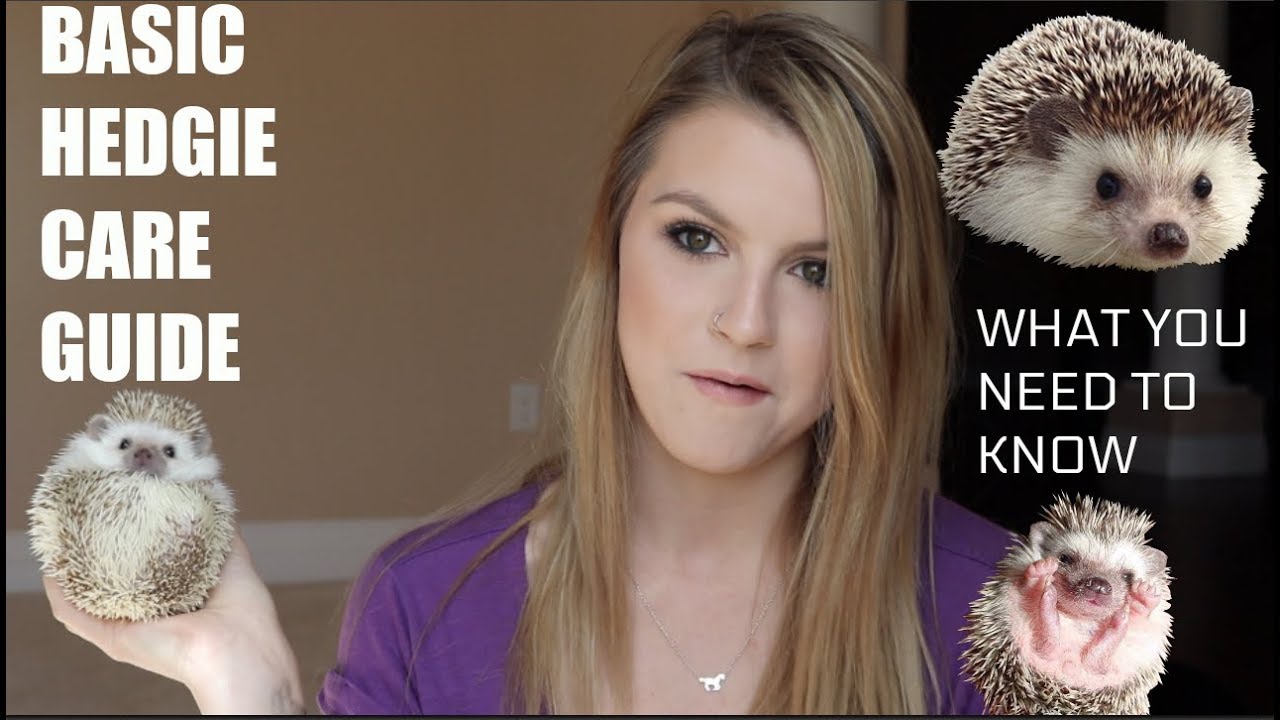 petco hours HEDGEHOG CARE