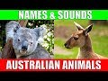 AUSTRALIAN ANIMALS Names and Sounds for Kids to Learn | Learning Australian Animal Names