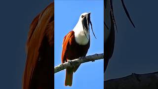 4K Relaxing Forest Bird Sounds – Exotic Birds Chirping, Singing & Nature Ambience for Sleep, Study screenshot 2