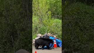 Unexpected Bear Visit in a Backyard
