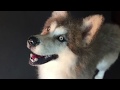 Needle felt doll 『Hybrid wolfdog "Alba』part 2