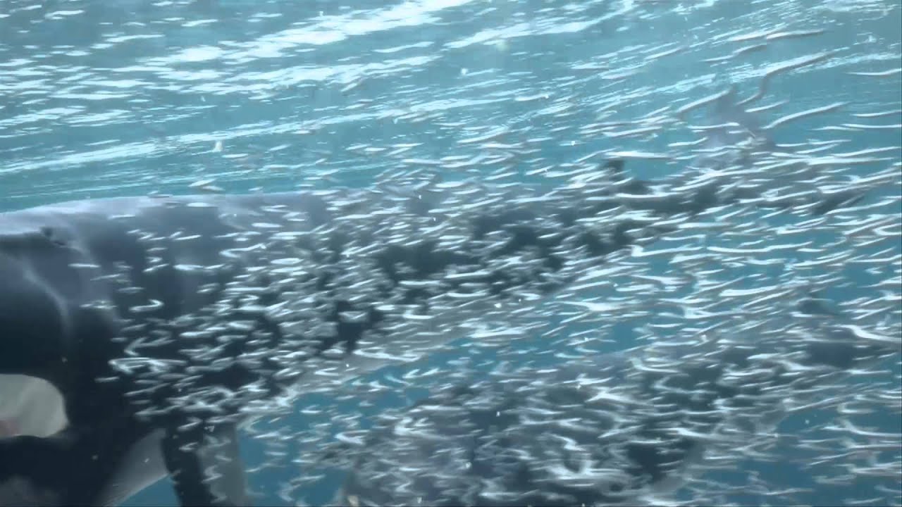 whale animal classification Virtual dives - minke whales and Sandeels near the Small Isles