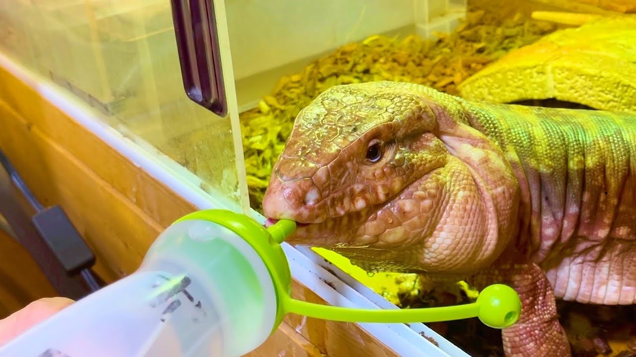 トッケイを繁殖する女性ブリーダー宅にはベタ慣れペットがたくさん！（トゲオアガマ）（テグー）