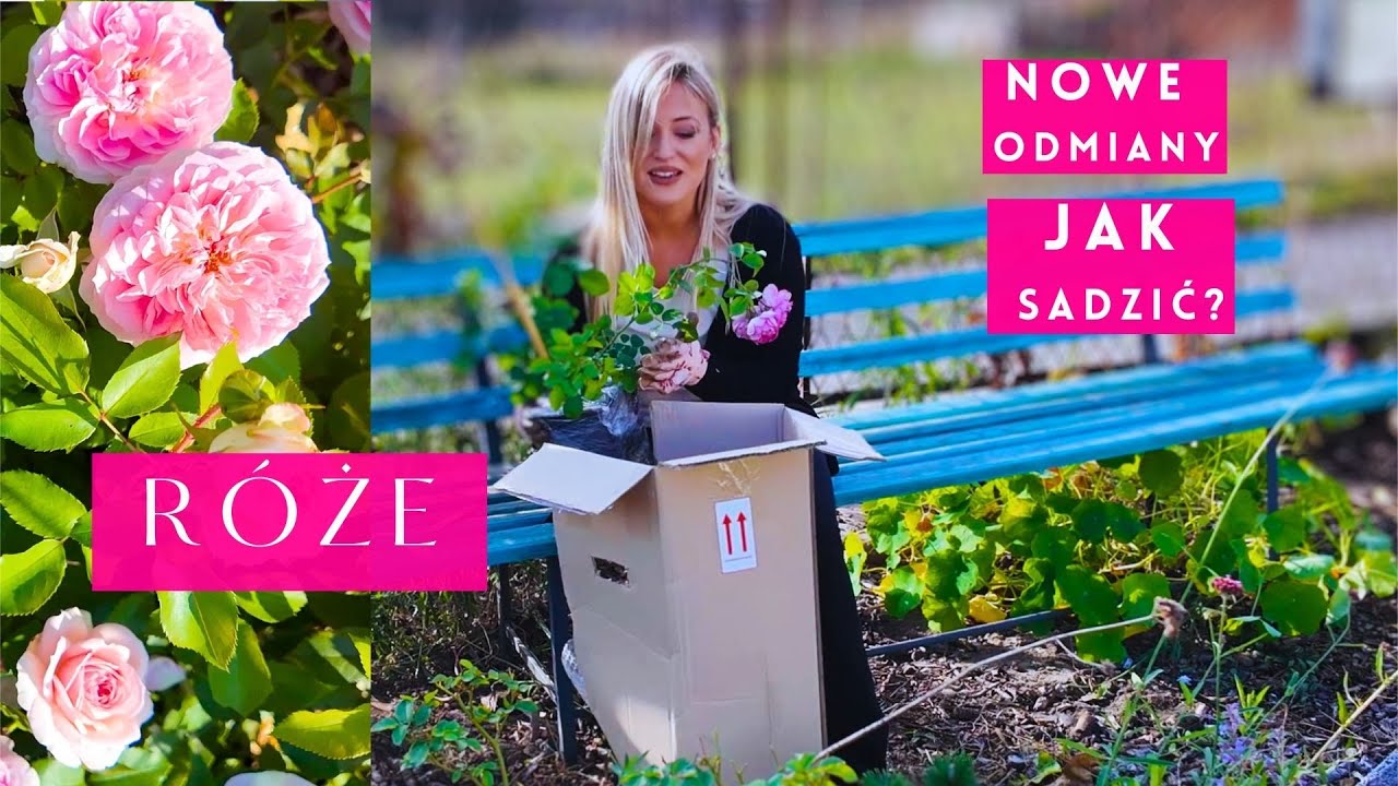 Jak Prawidłowo Sadzić Róże z Gołym korzeniem Jesienią? Moje nowe Odmiany i Porady!