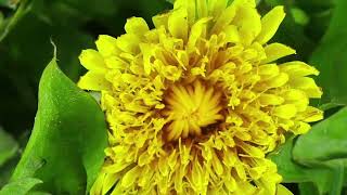 MUSICA MANTRISTA- PROTECCIÓN CONTRA LA MAGIA NEGRA Y FORTALECER SU PODER PERSONAL EN SU PLEXO SOLAR