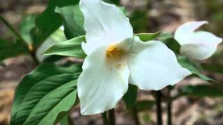 Full PI005 Questions to Ask when Identifying Plants News