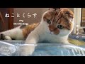 【猫と暮らしのvlog】夏の朝活を楽しむ(神戸三宮モーニング・カフェ・パン屋さん) おこげのプール開き