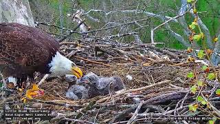 Little Miami Conservancy Bald Eagle 19.04.2024 09:47