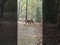 kanha national park tiger #youtubeshorts #wildlife#trend