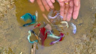 Betta Fish Found from Amazing Place An Unforgettable Discovery We Found any Betta Fish at Lotus Lake