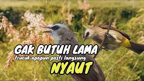 Trucuk BETINA memanggil Jantan Suara Birahi Ngecuplik 100% pancingan trucukan gacor agar BUNYI EMOSI