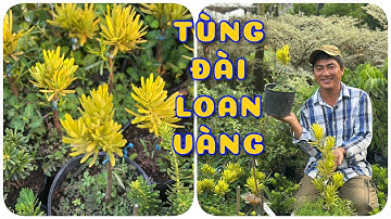 Cây Tùng Đài Loan vàng  | 0386569374 - Ngọc Ngân Bến Tre | Chuyên cây độc lạ