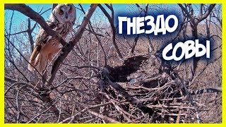 ГНЕЗДО УШАСТОЙ СОВЫ. ОРНИТОЛОГИЯ ГНЕЗДО УШАСТОЙ СОВЫ. ОРНИТОЛОГИЯ