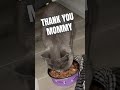 Morning routine as a cat 🐾 🐱