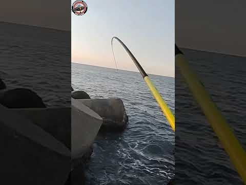 صيد سمك البوري بالخبز والعجين الني