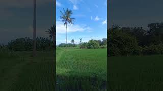 Download Lagu Beatiful morning music MP3