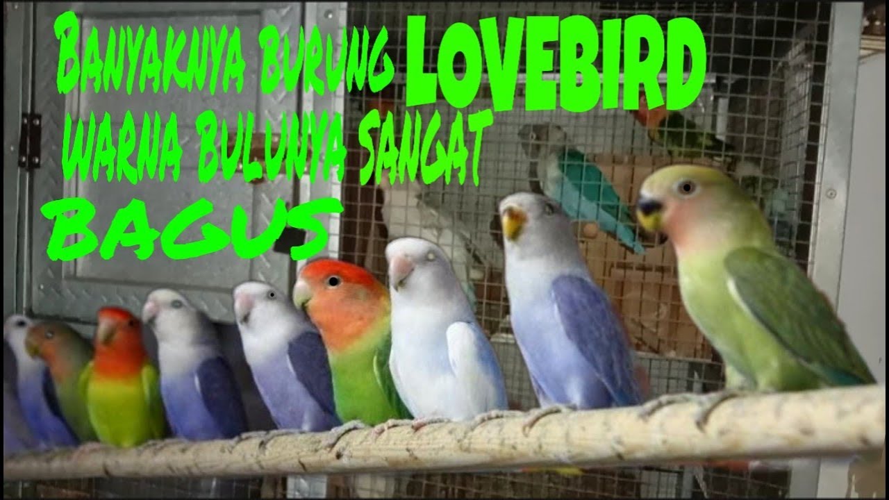 Main-main ke kandang burung Lovebird.banyak sekali warna warni bulunya
