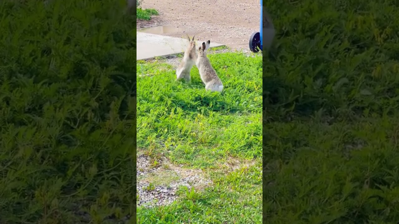 Rabbits fighting