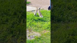 Rabbits Fighting