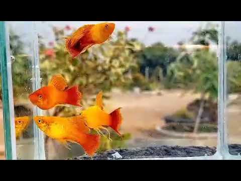 Высокоплавничная пецилия Сансет/ Platy Veil Sunset #10 #guppy #guppyfish #platy #swordtail #catfish