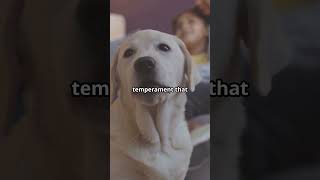 The Surprising Reasons Labrador Retrievers are the PERFECT Family Pet | AlphaVideos