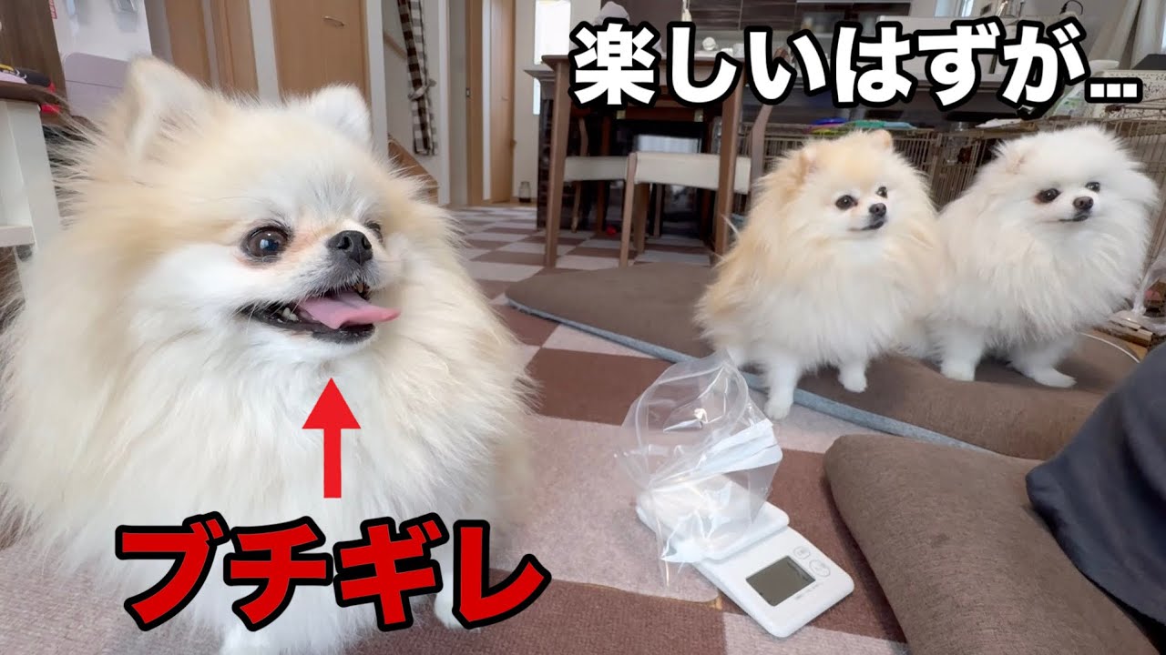 自分さえ良ければそれでいいポメラニアンの行動がヤバすぎた - YouTube