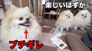 自分さえ良ければそれでいいポメラニアンの行動がヤバすぎた - YouTube