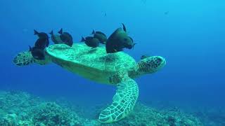 unlock serenity: mesmerizing aquarium + relaxing music