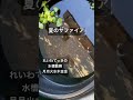 【メダカ】サファイアメダカ飼育中!