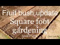 Square foot gardening  fruit bush update  episode 4  2017