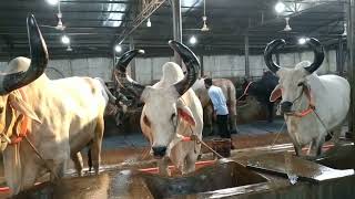 Biggest Bahubali Kankaraj Sahi Kankaraj Heavyweight Cows