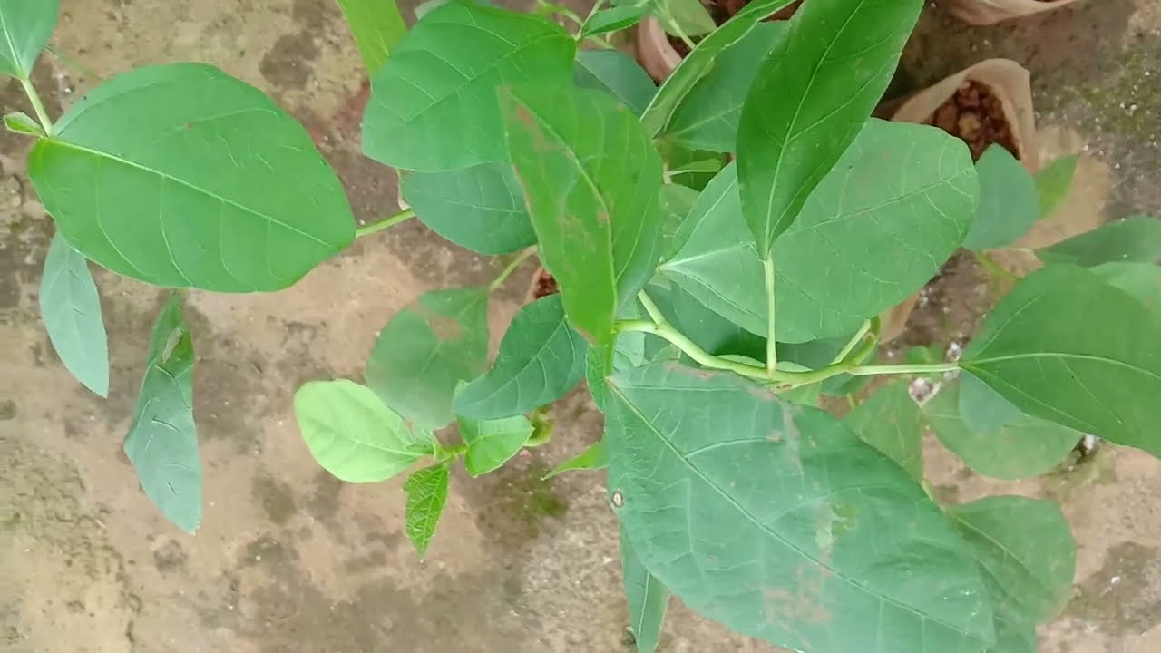 Baliospermum montanum, a Medicinal plant, Red physic nut, Wild castor, Naga Danti, നാഗദന്തി saplings