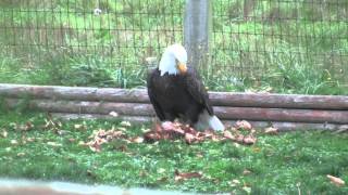 Bald Eagle Eats Chicken