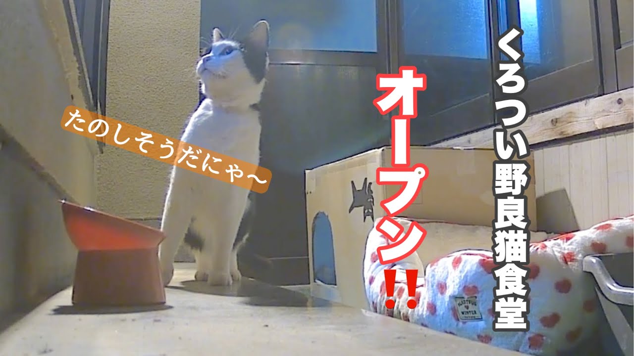 【初投稿】くろつい野良猫食堂オープン！✨ 初日にしてたくさんのお客様がご来店！？