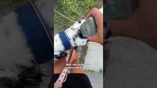 Live Can we make these standard in public parks Wilmington has proven it self to be one of the most dog Camera Feed