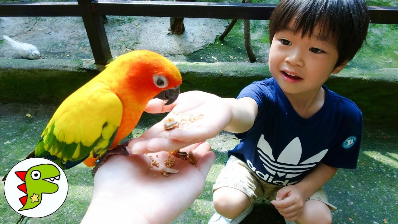 おでかけ マレーシア MINI ZOO 動物園でどうぶつさんにエサをあげたよ！ トイキッズ