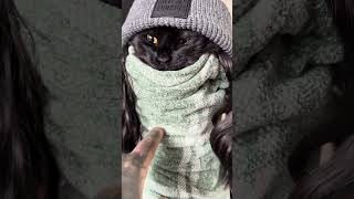 Swaddling My Cay So I Can Groom Him And Brush His Teeth