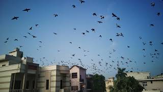 Awesome view of birds flying in the sky YouTube