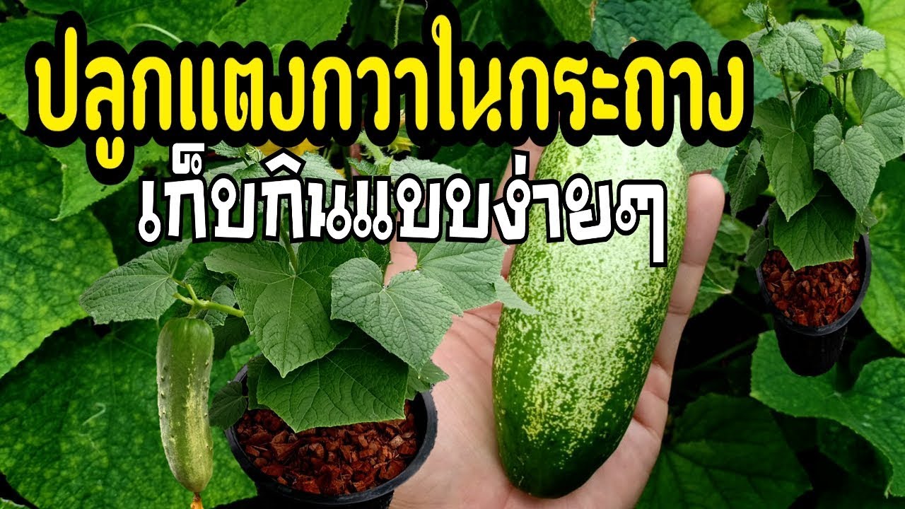 EP.2ปลูกแตงกวาในกระถาง เก็บกินแบบง่ายๆ cucumbers in pots